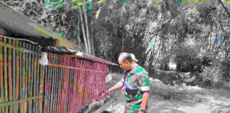 Dukung Ketahanan Pangan, Satgas TMMD Ke-130 Kodim 0814/Jombang Bantu Peternak Desa